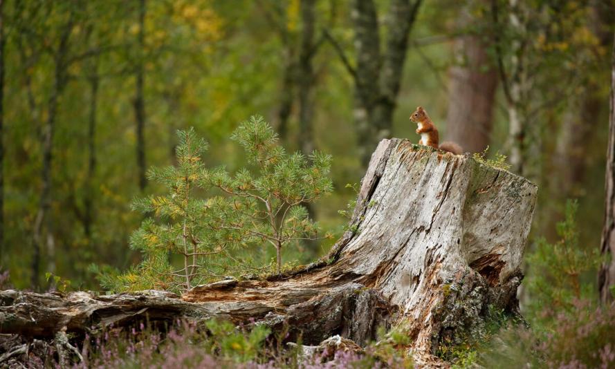 Red Squirrel in summer in woodland habitat, Cairngorms National Park, Scotland, UK