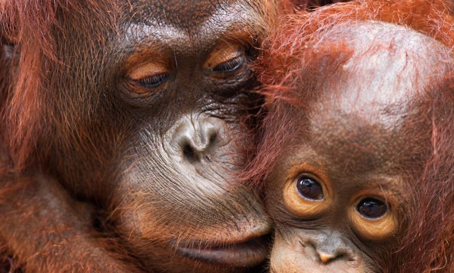 Bornean Orangutan female 'Lady Di' with her son 'La Betty' aged 3 years (Pongo pygmaeus wurmbii). Camp Rasak, Lamandau Nature Reserve, Central Kalimantan, Borneo, Indonesia. Bornean Orangutan female 'Lady Di' with her son 'La Betty' aged 3 years (Pongo pygmaeus wurmbii). Camp Rasak, Lamandau Nature Reserve, Central Kalimantan, Borneo, Indonesia.