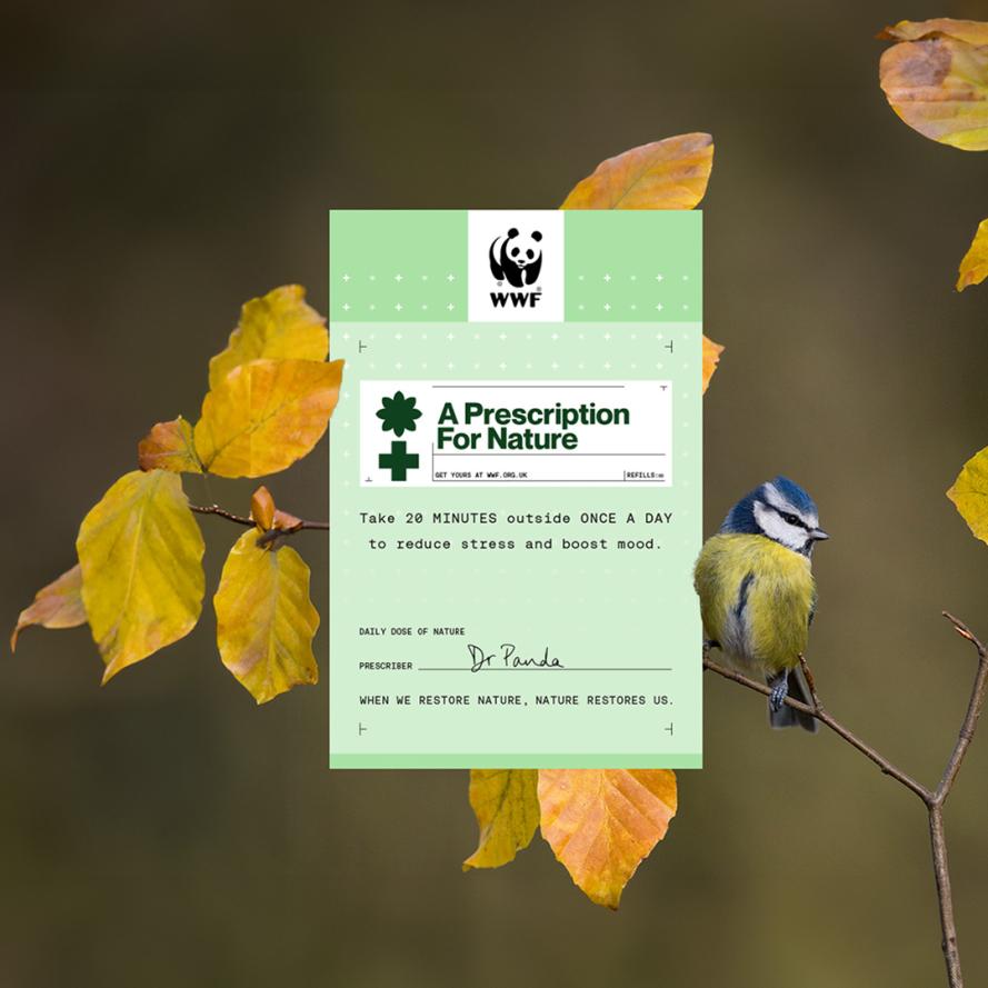 blue tit_pfn