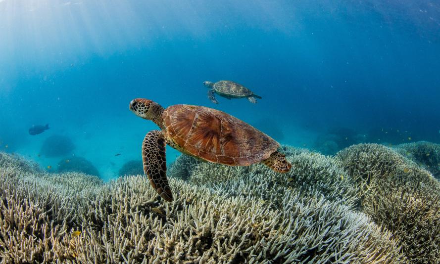 Coral Reefs are at risk of reaching their tipping points