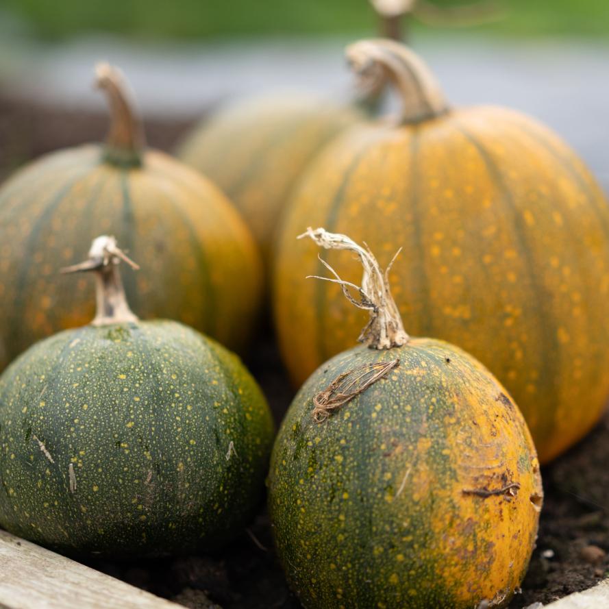 four pumpkins in soil