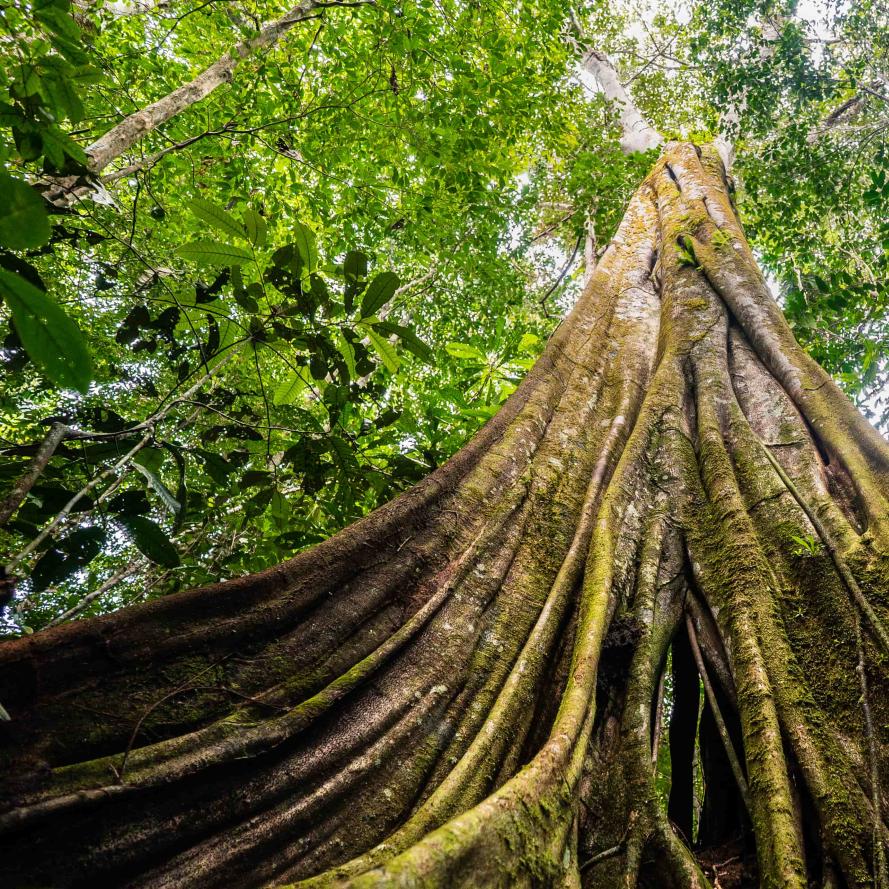 Ground up to canopy view of tree in forested area of Senor Zapata's farm, municipality of Calamar, Guaviare Department, Colombia.