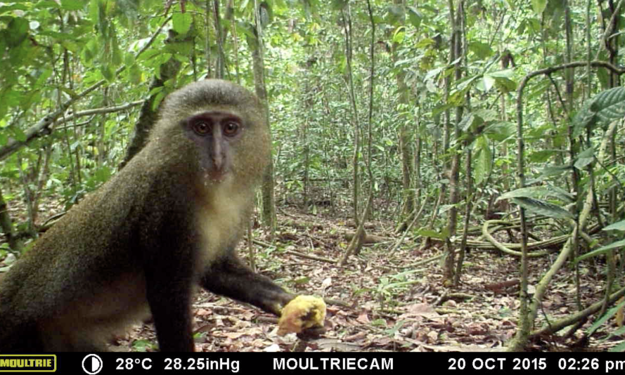 Lesula (Cercopithecus lomamiensis)
