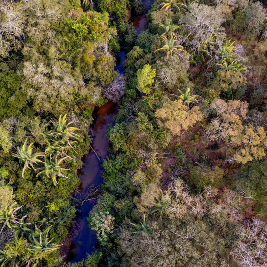 Amazon river with trees either side 