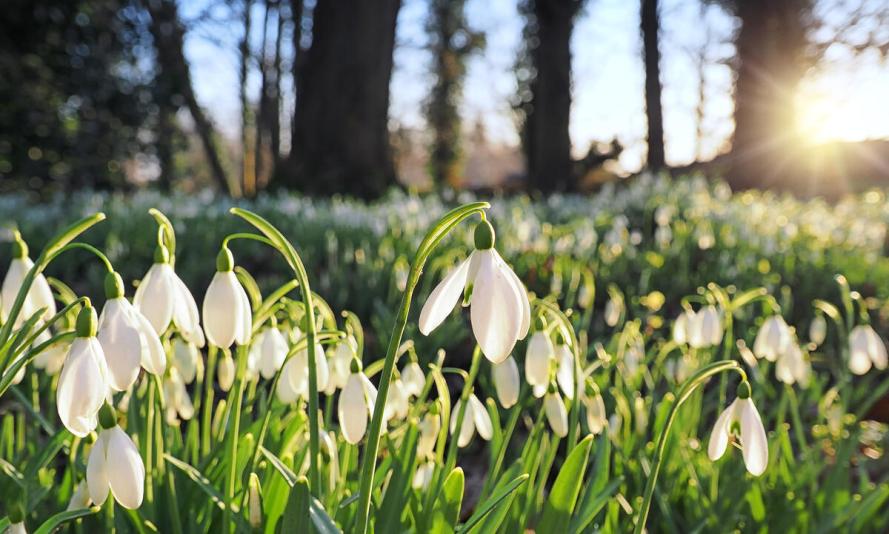 Clumps of early snowdrops with trees in the distance, photographed as the sun sets.