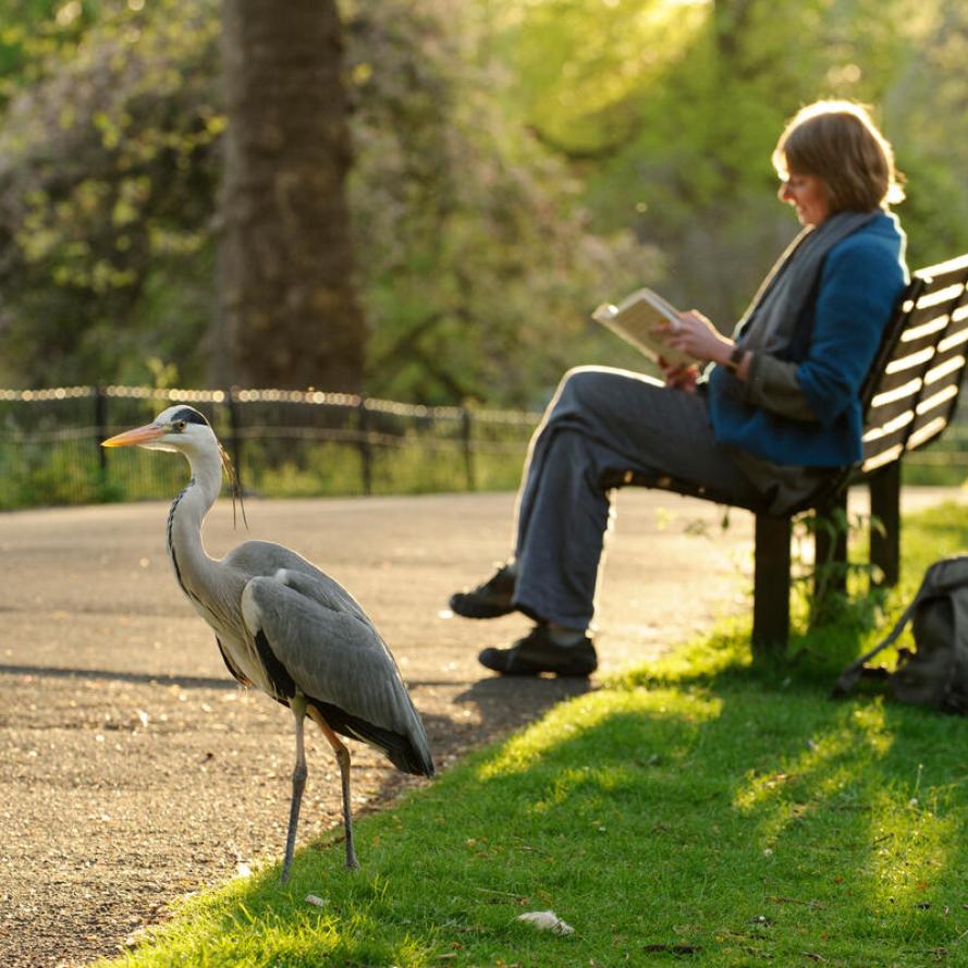 Grey heron beside women reading book on bench in Regent's park London, England