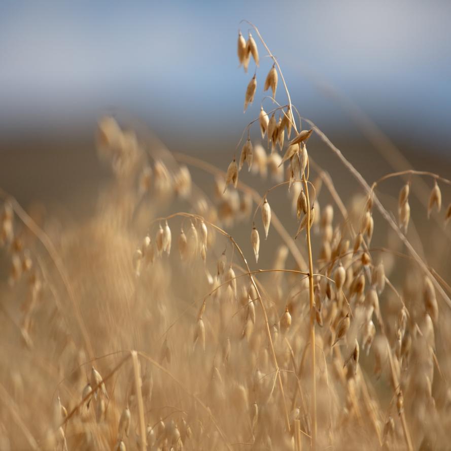 A field of winter oats on Whitriggs Farm, Hawick, Scotland.