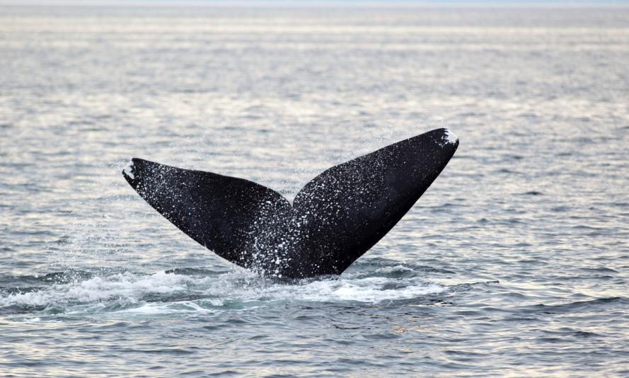 North Atlantic right whale off Grand Manan Island, Bay of Fundy, New Brunswick, Canada.