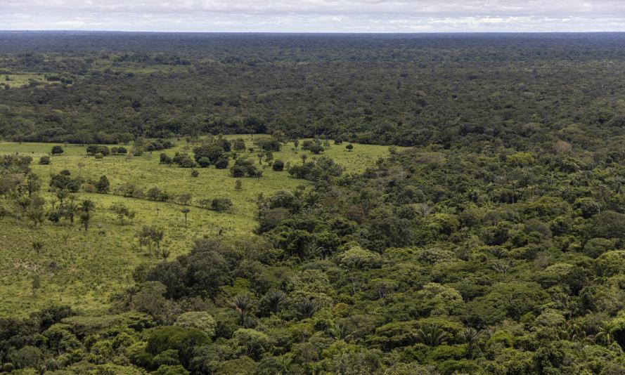 Colombia is being deforested at an alarming rate, due to land grabbing and cattle ranching