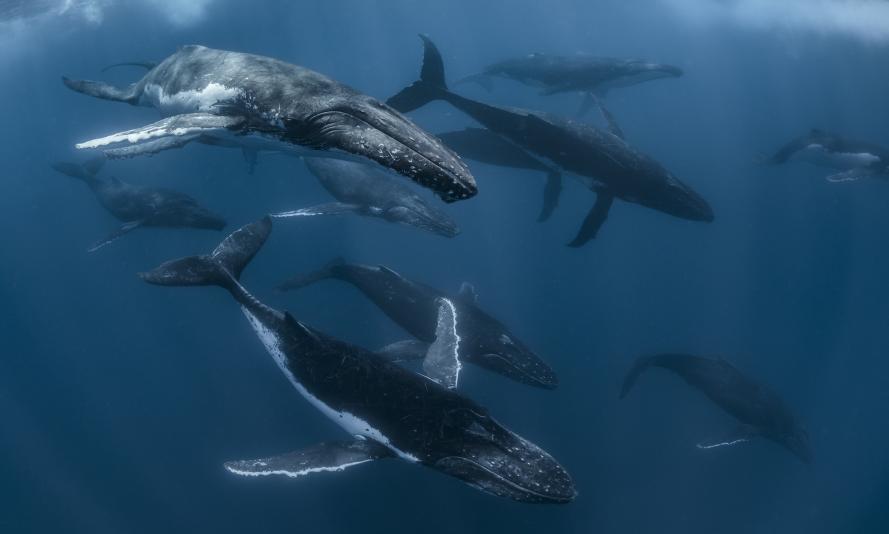 WWF and leading scientists launch new online whale tracker