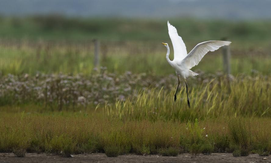 An adult great white egret at Hesketh Out Marshes