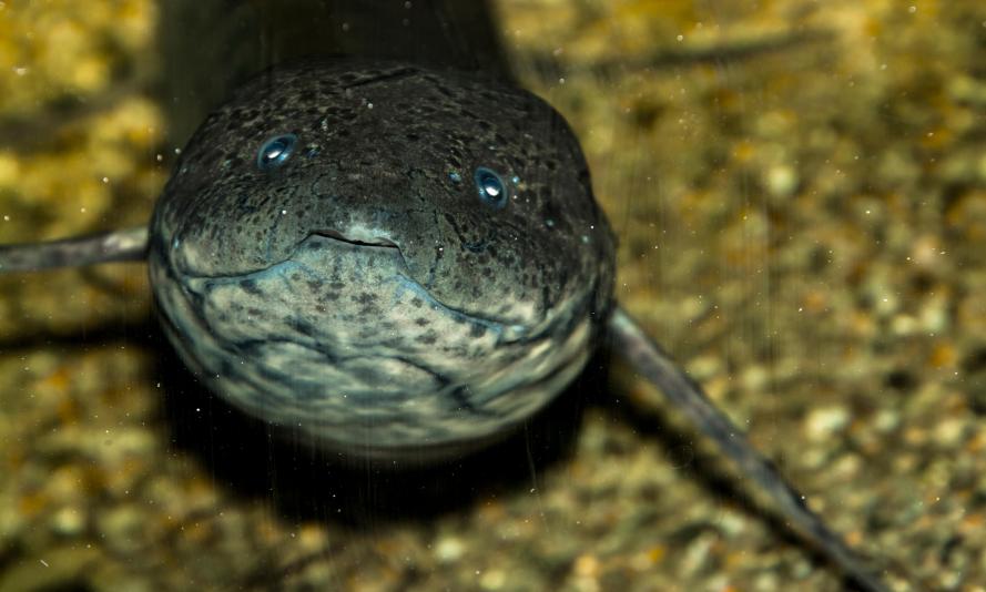 West African Lungfish