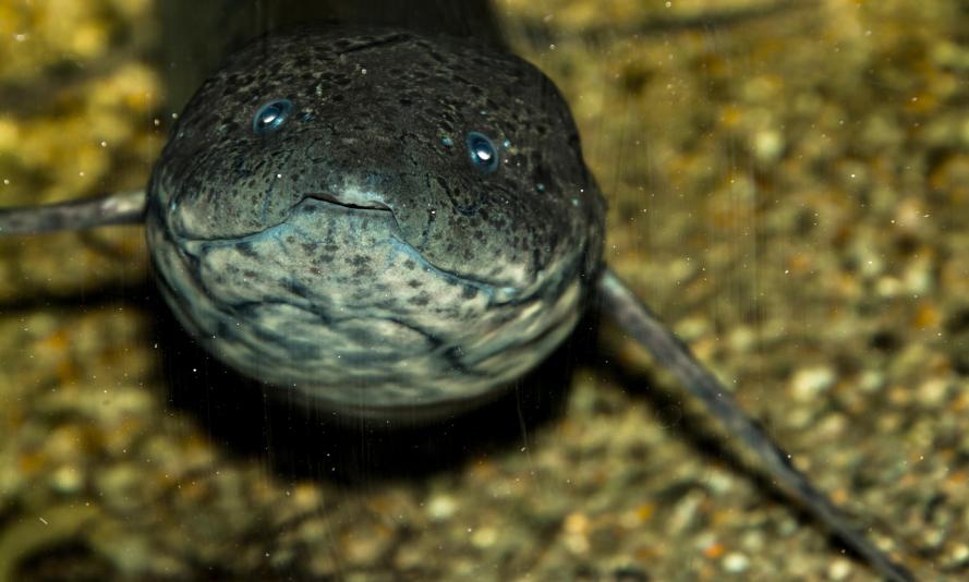 West African Lungfish