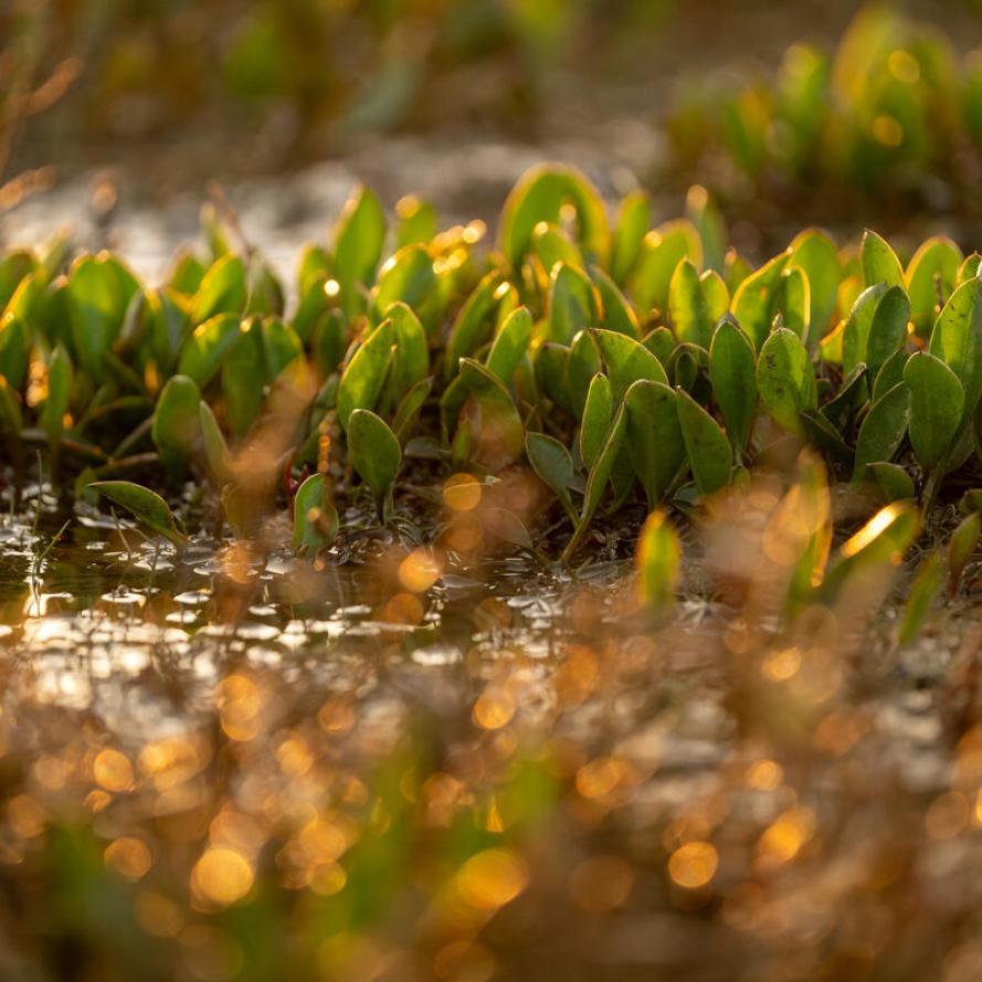  Vibrant leaves showing new growth of sea lavender. Stiffkey Marsh, Stiffkey, North Norfolk, UK.