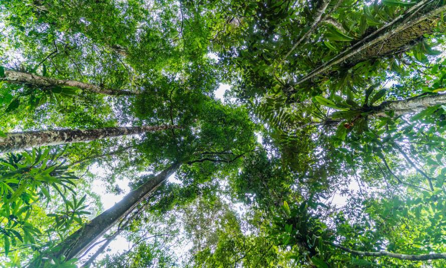 Amazon Forest , La Chorrera