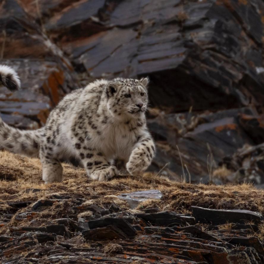 Snow leopard running