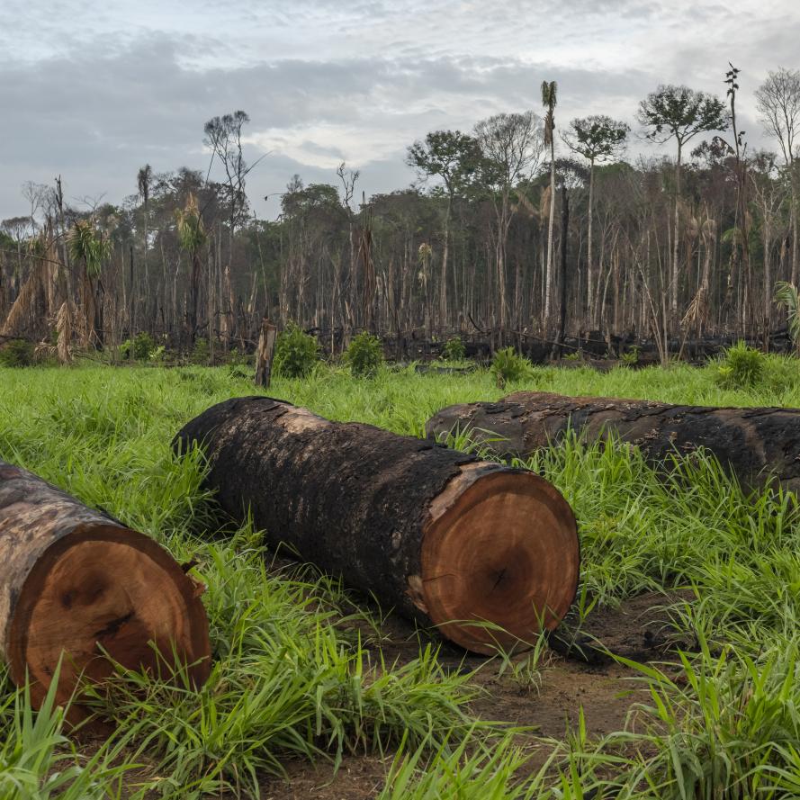 Trees cut down in the Amazon rainforest