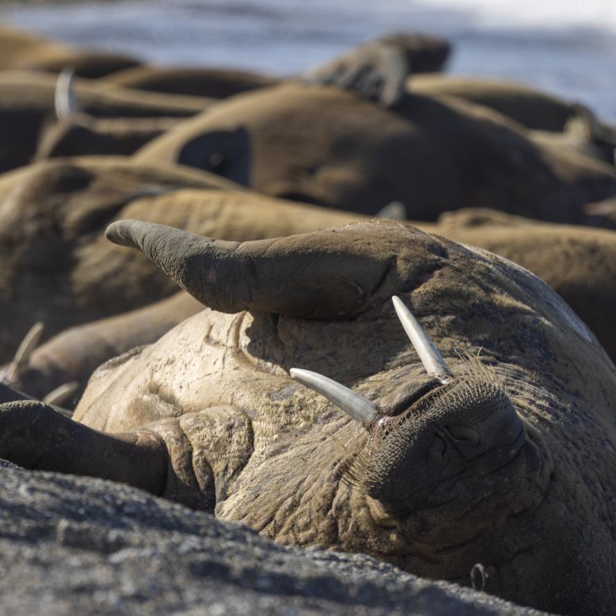 New walrus haul-out discovered via satellite images