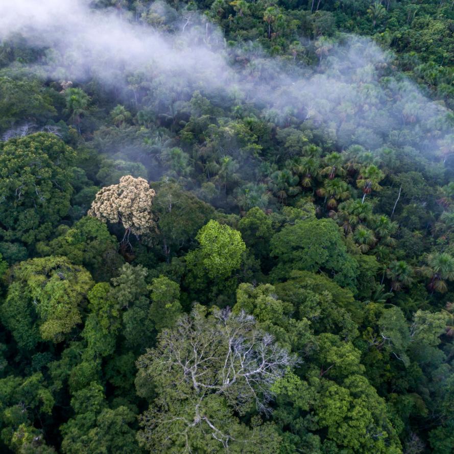 Top View of the Amazon rainforest - Juma Settlement Place: Apuí - Amazonas - Brasil