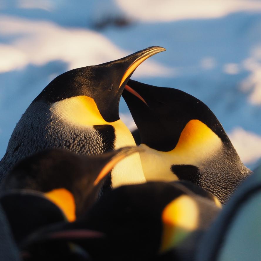 Emperor penguins illuminated by the low Antarctic sun