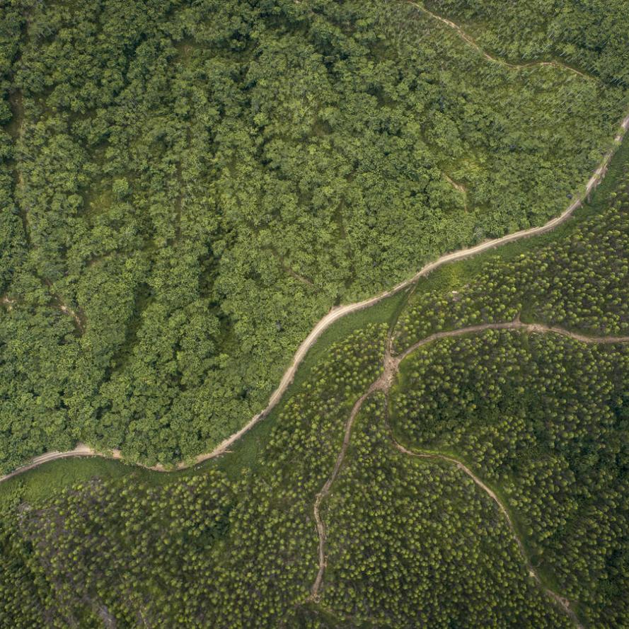 Aerial view of Sabah Softwoods plantation, Borneo
