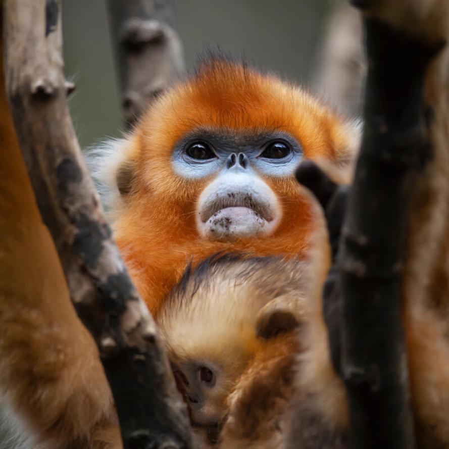 Sichuan Golden Snub-nosed Monkey in tree