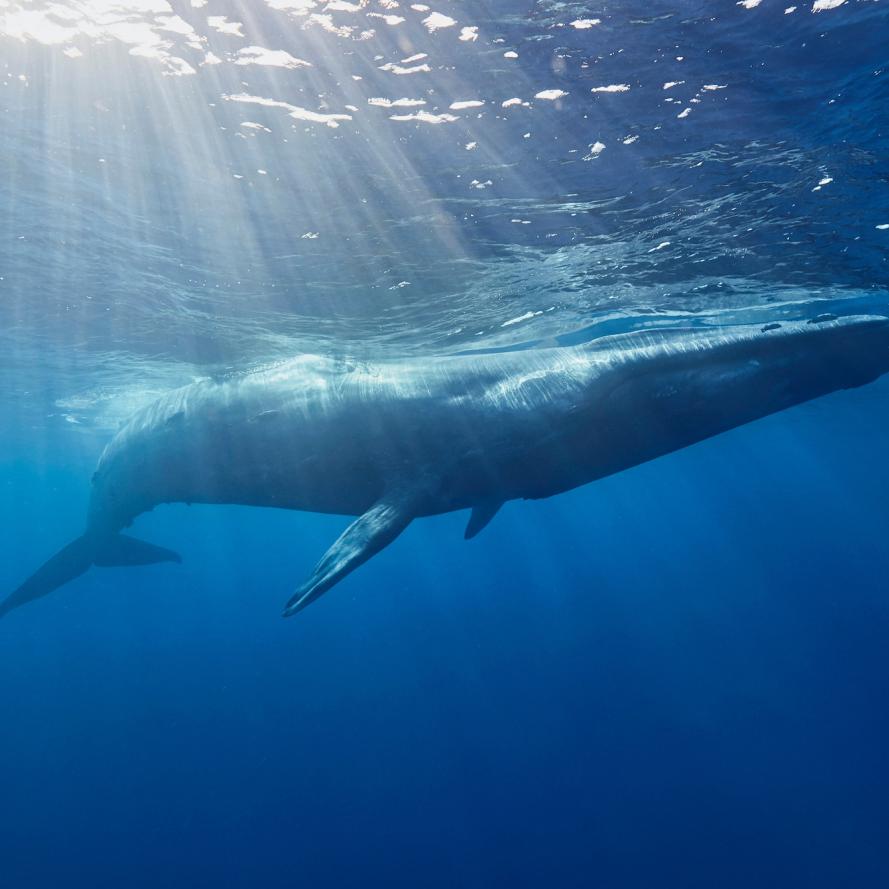 Blue whale swimming close to the surface of the water