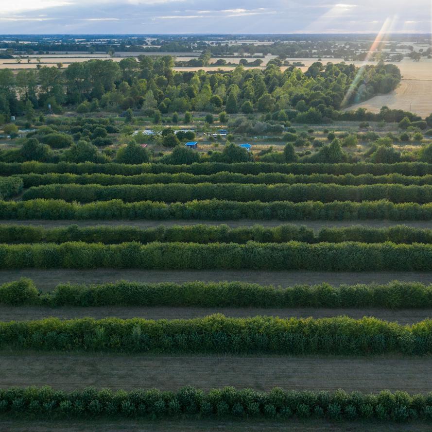 Aerial views of Wakelyns Farm, Fressingfield, Suffolk. It is a 23-acre organic farm on one of the most long established and most diverse agroforestry sites