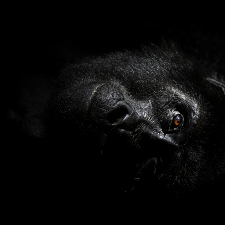 Bathed in a shaft of light breaking through the canopy, a mountain gorilla from the Nkuringo group rests on a bed of leaves in the cool forest understory. 