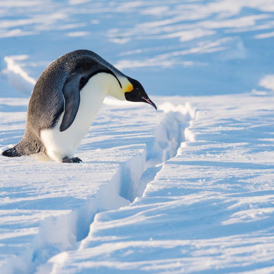 Emperor penguin (Aptenodytes forsteri) preparing to jump over crack in sea ice. Atka Bay, Antarctica.