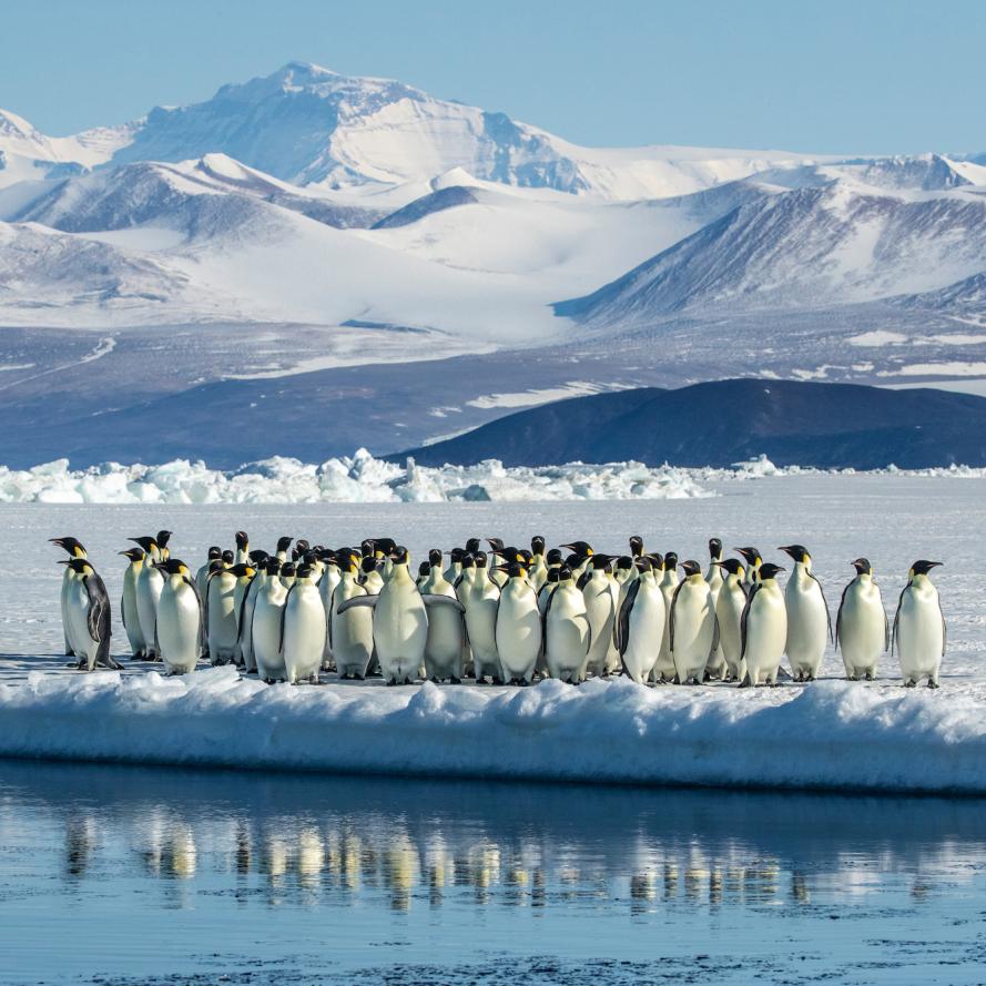 Group of Emperor penguins (Aptenodytes forsteri) standing on ice at water's edge with mountains in background, Cape Chocolate vicinity, McMurdo Sound, Ross Sea, Antarctica.