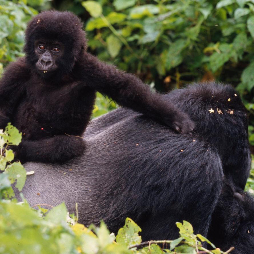 Mountain Gorilla and baby