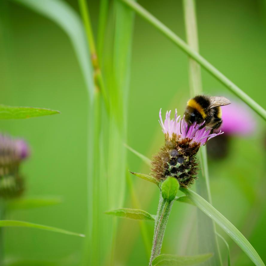 Bumblebee on knapweed 