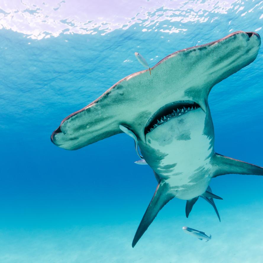 Great hammerhead (Sphyrna mokarran) near the Bihimi islands, Bahamas, Caribbean, Atlantic Ocean.
