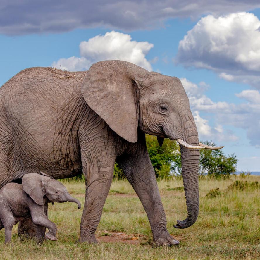 African elephant and newborn calf walking across grassland in the masai mara