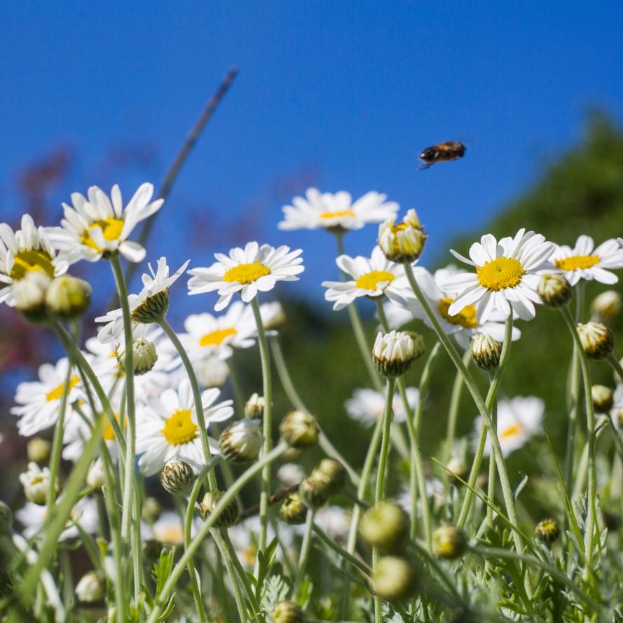 Oxeye daisies flowering in a garden in the Worcestershire, UK.