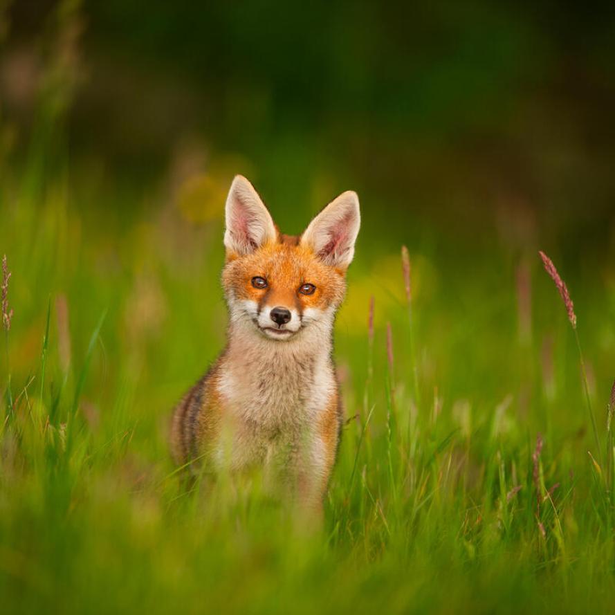 Portrait of an alert fox cub in a flower filled meadow. May, Derbyshire, UK