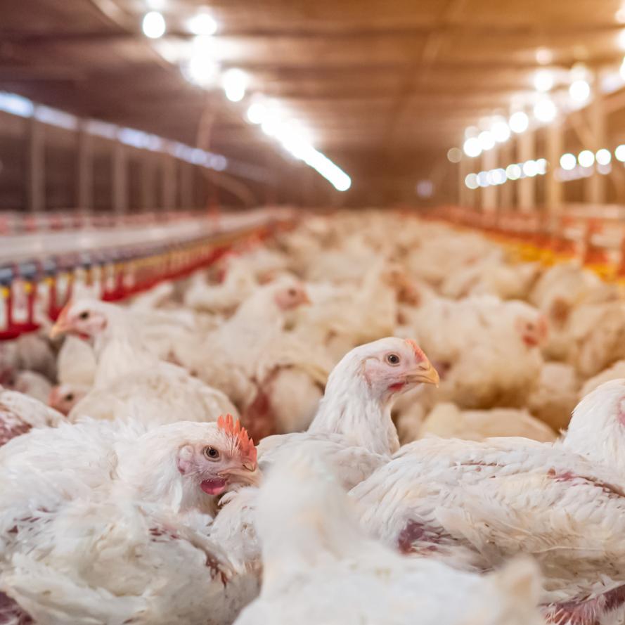 White chicken in smart farming business by auto feeding with yellow light in background