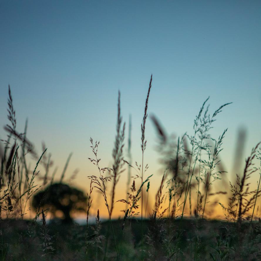 Silhouette of trees and grasses at sunset alongside beaver enclosure. River Glaven, North Norfolk, UK © Greg Armfield / WWF-UK