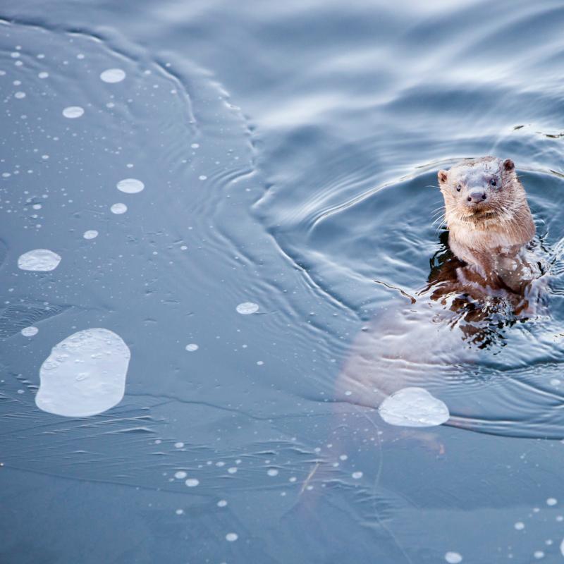 European otter