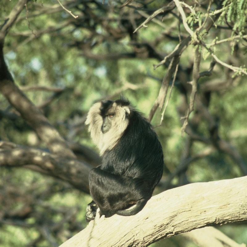 Lion-tailed Macaque