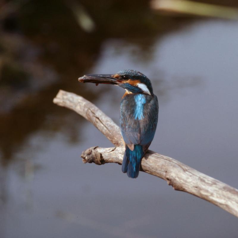 Common Kingfisher