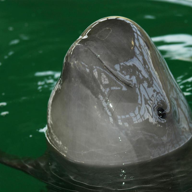 Finless Porpoise