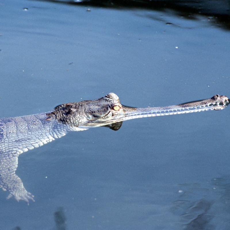 Gavialis gangeticus, Gharial, close-up