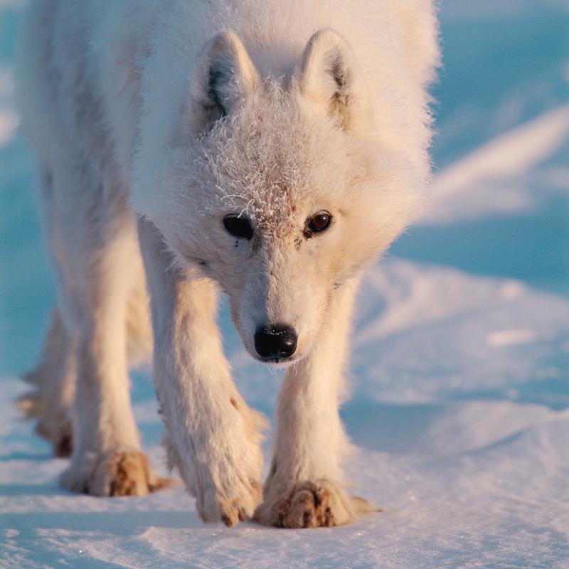 Arctic wolf