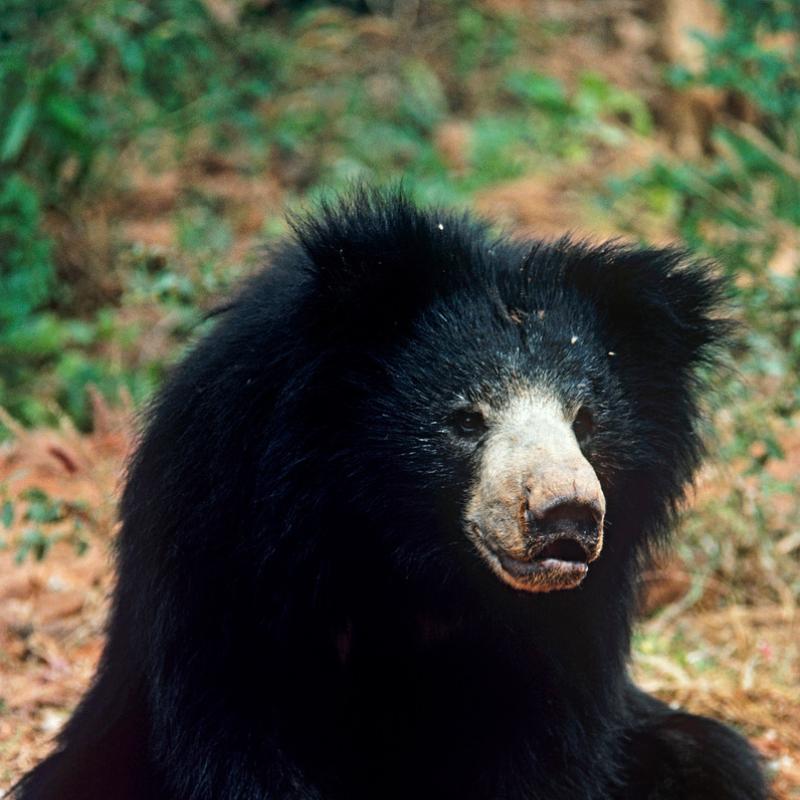 Sloth bear