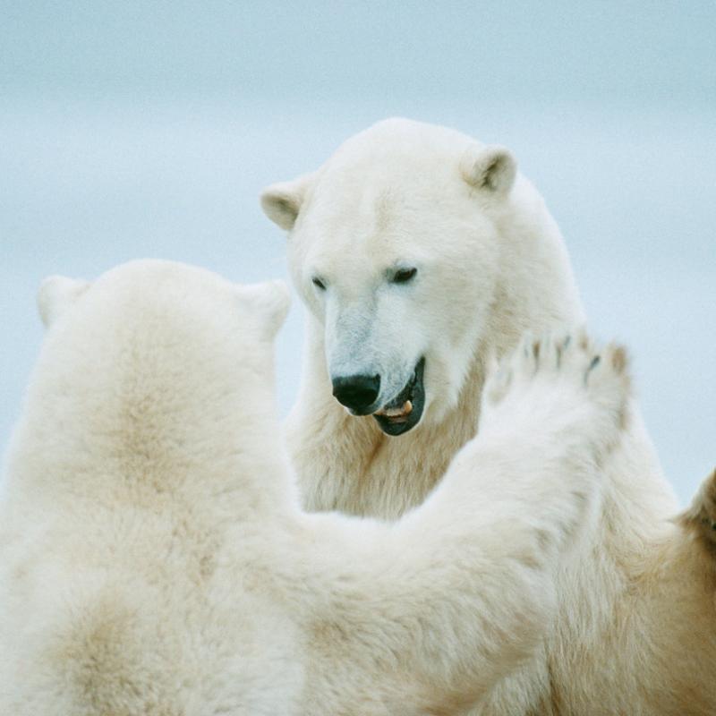 Polar Bears (Ursus maritimus) play-fighting, Churchill, Canada, Arctic