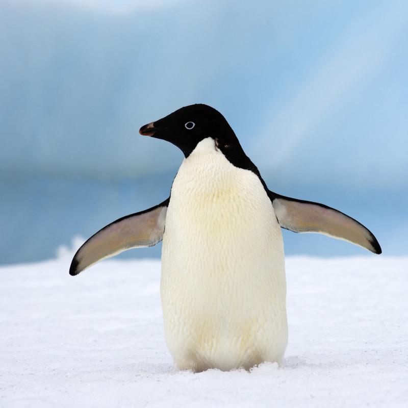 Adelie penguin facing left