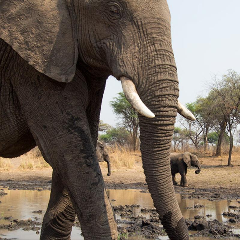 Elephant camera trap
