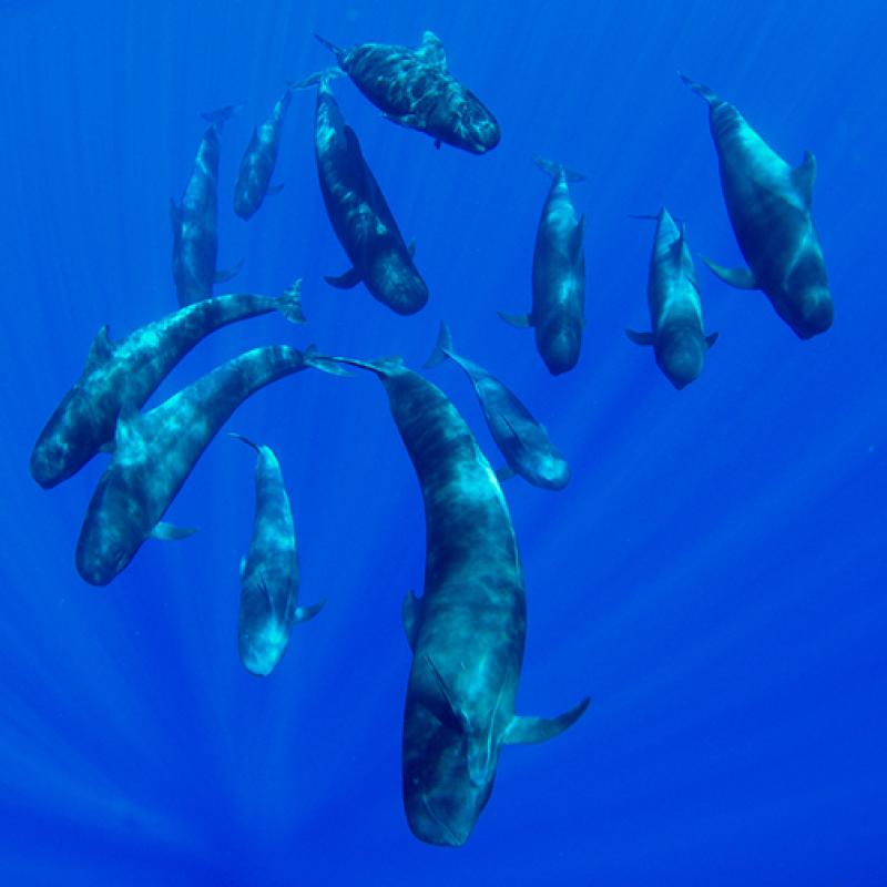 Acoustic monitoring underwater